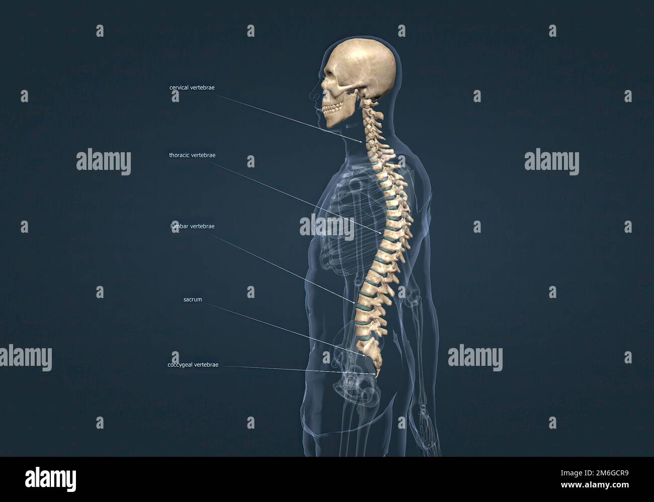 Anatomie D'une Illustration Du Rachis Normal 3D Photo Stock - Alamy