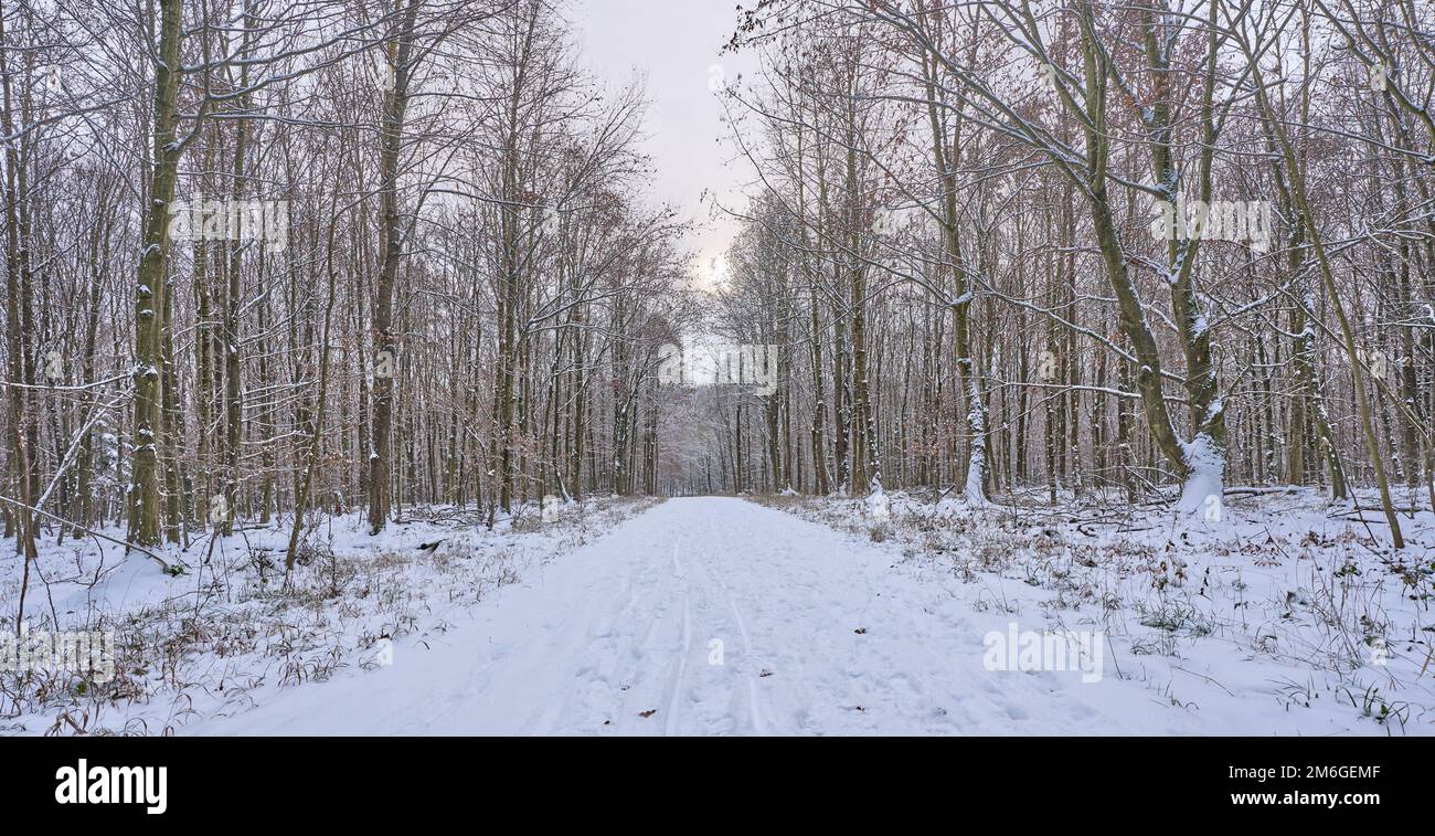 Paysage d'hiver avec plage enneigée et chênes dans la forêt autour de Stuttgart à Baden.Wuerttemberg, Allemagne Banque D'Images