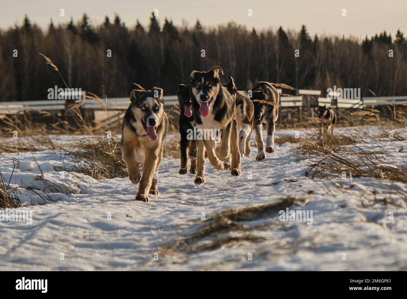 Cage pour chiens de traîneau à l'extérieur. Les chiots de la même litière d'Alaska traversent la neige dans le champ le jour d'hiver ensoleillé et glacial. Les jeunes chiens s'amusent et s'amusent activement Banque D'Images