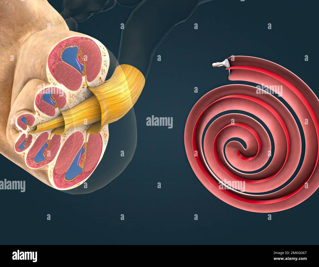 La Tonotopia commence dans la cochlée, qui envoie des informations sur ...