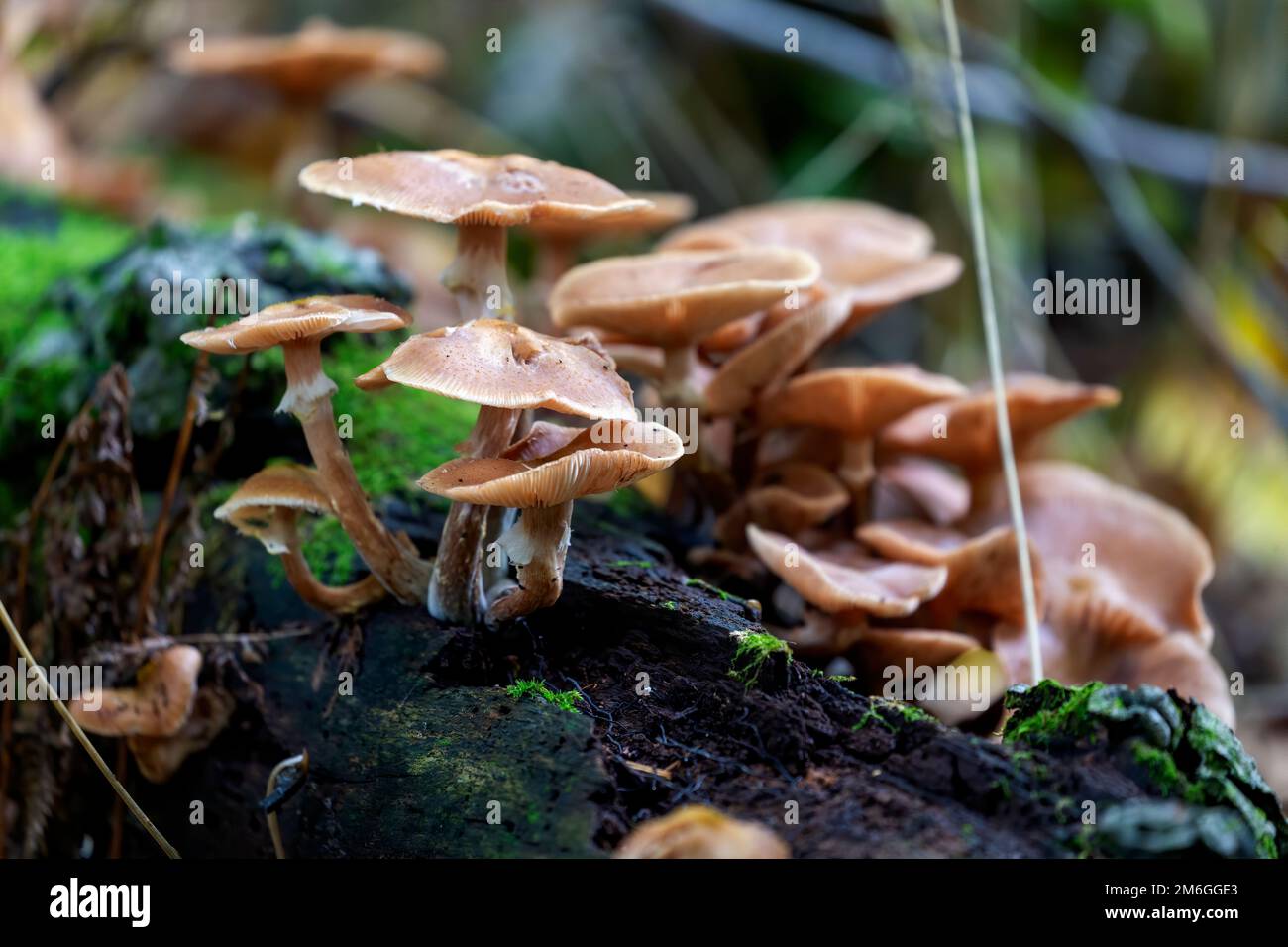 Champignons d'automne détruisant le bois dans le parc Banque D'Images