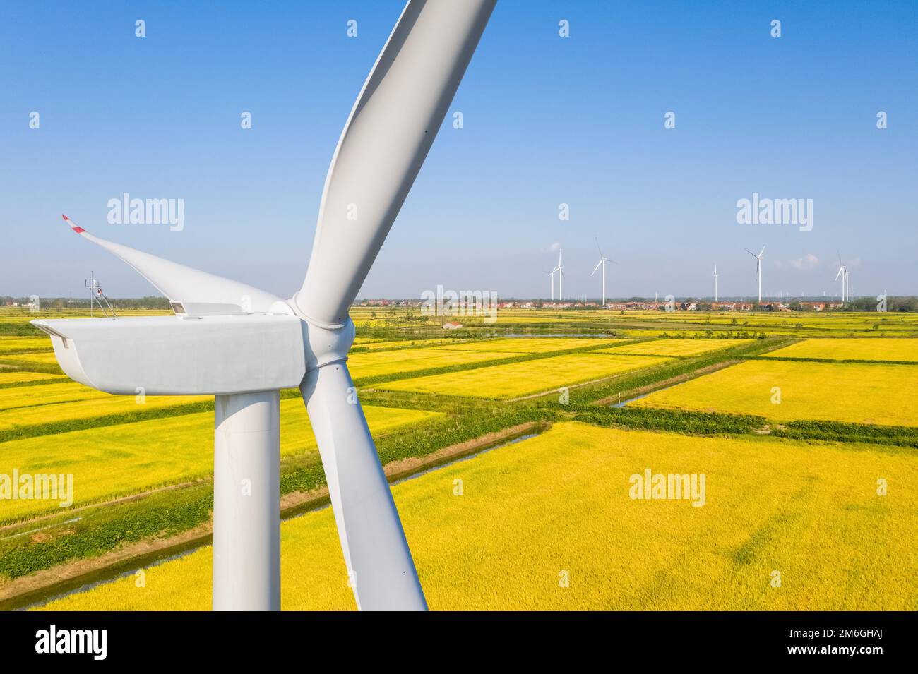 Gros plan de l'éolienne dans le paddy d'automne Banque D'Images