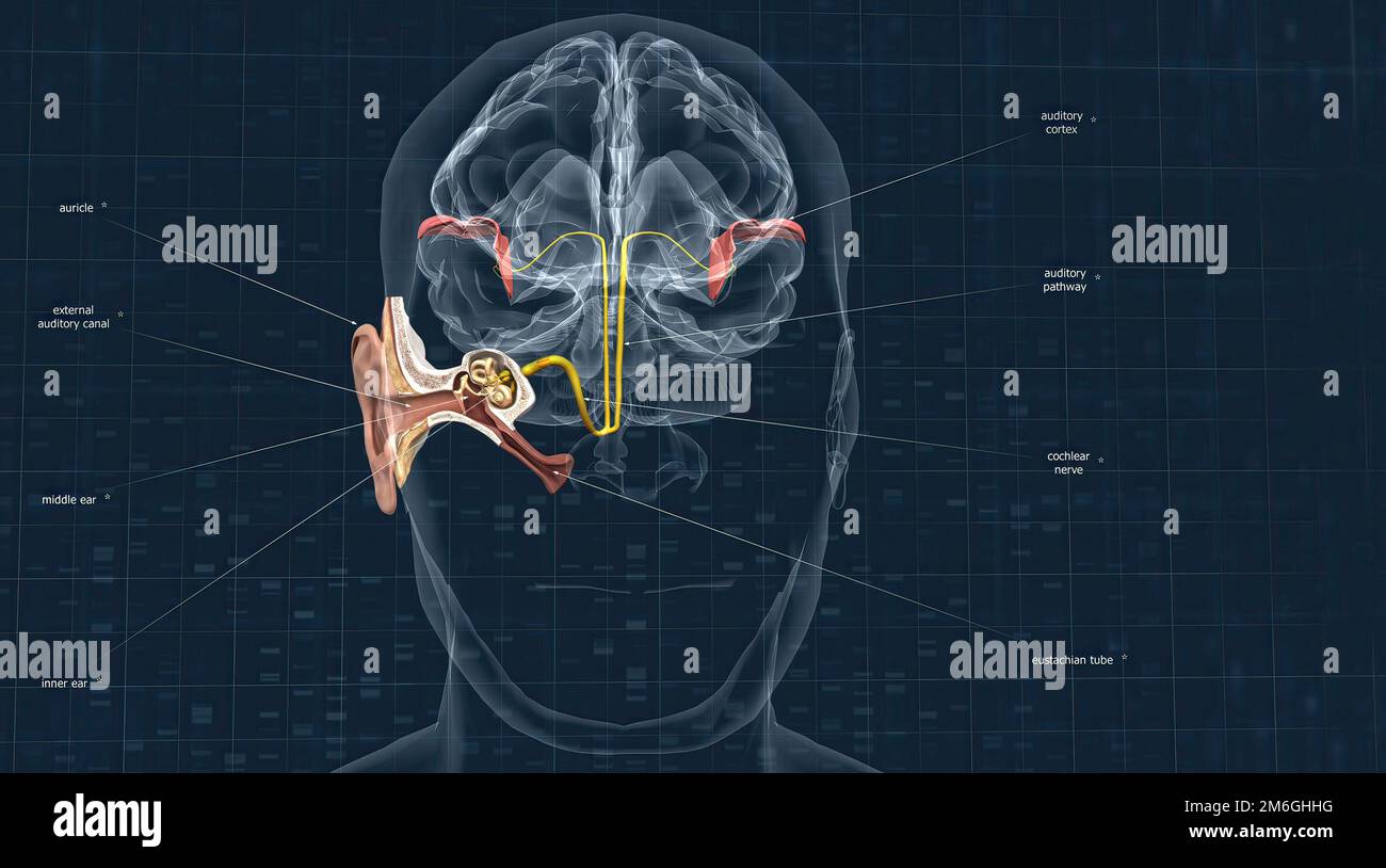 Le Cortex Auditif Est Le Système Sensoriel Du Sens De L'audition. Il ...