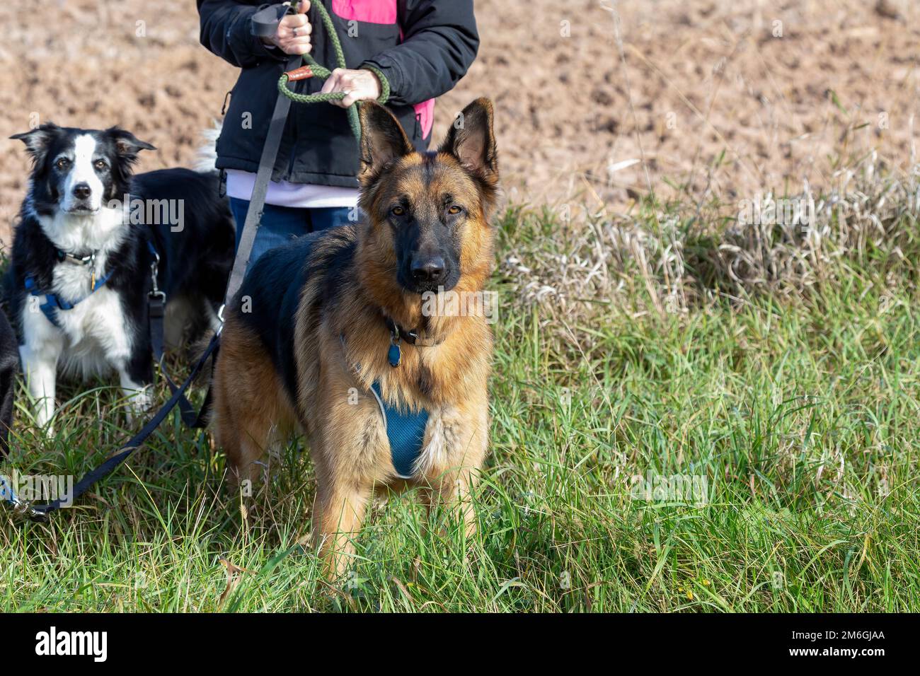 Morsure de chien berger allemand Banque de photographies et d’images à