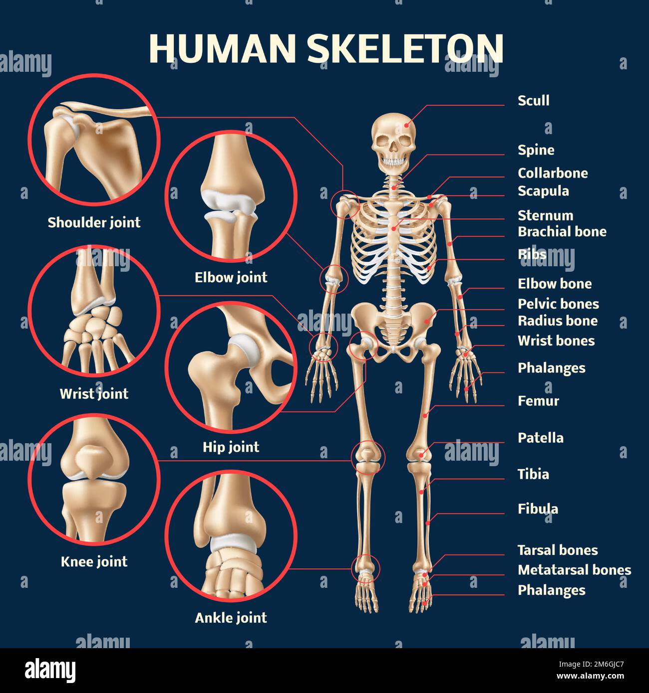Infographie réaliste sur le squelette humain. 3d vue avant de la structure du corps masculin, affiche médicale pédagogique sur l'anatomie, différents noms d'os et d'articulations, 3d Illustration de Vecteur