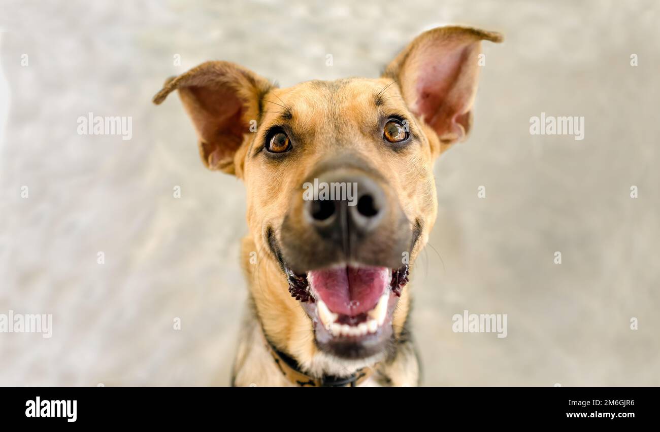 Vue rapprochée d'Un chien joyeux et enthousiaste Banque D'Images