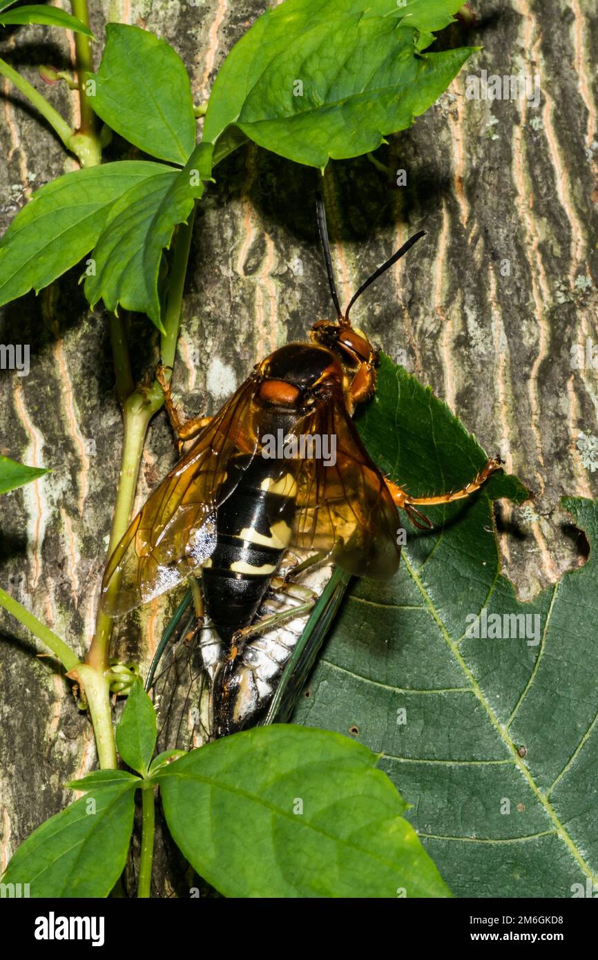 Cicada orientale Killer - Sphecius speciosus Banque D'Images