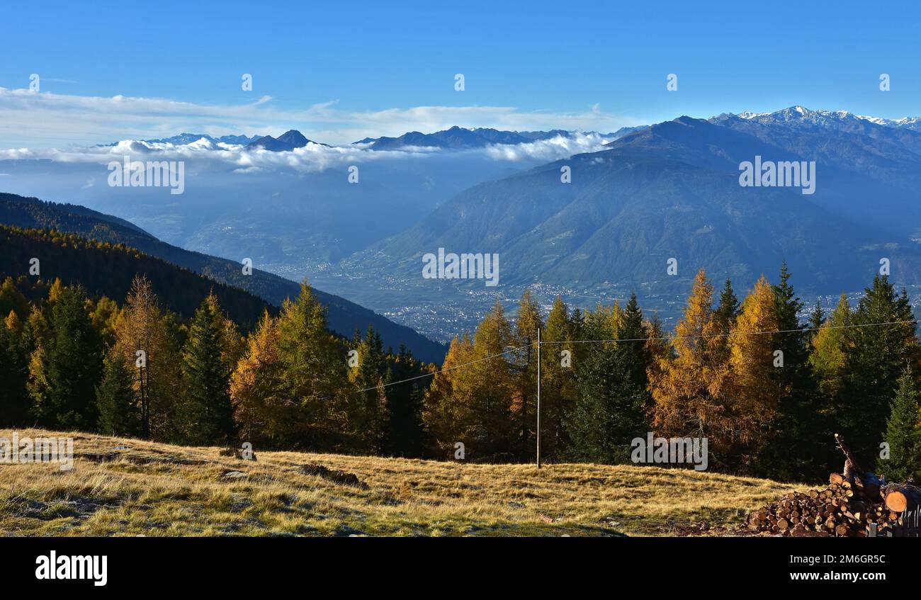 Forêt de mélèze en automne dans le Tyrol du Sud près de Merano, Banque D'Images