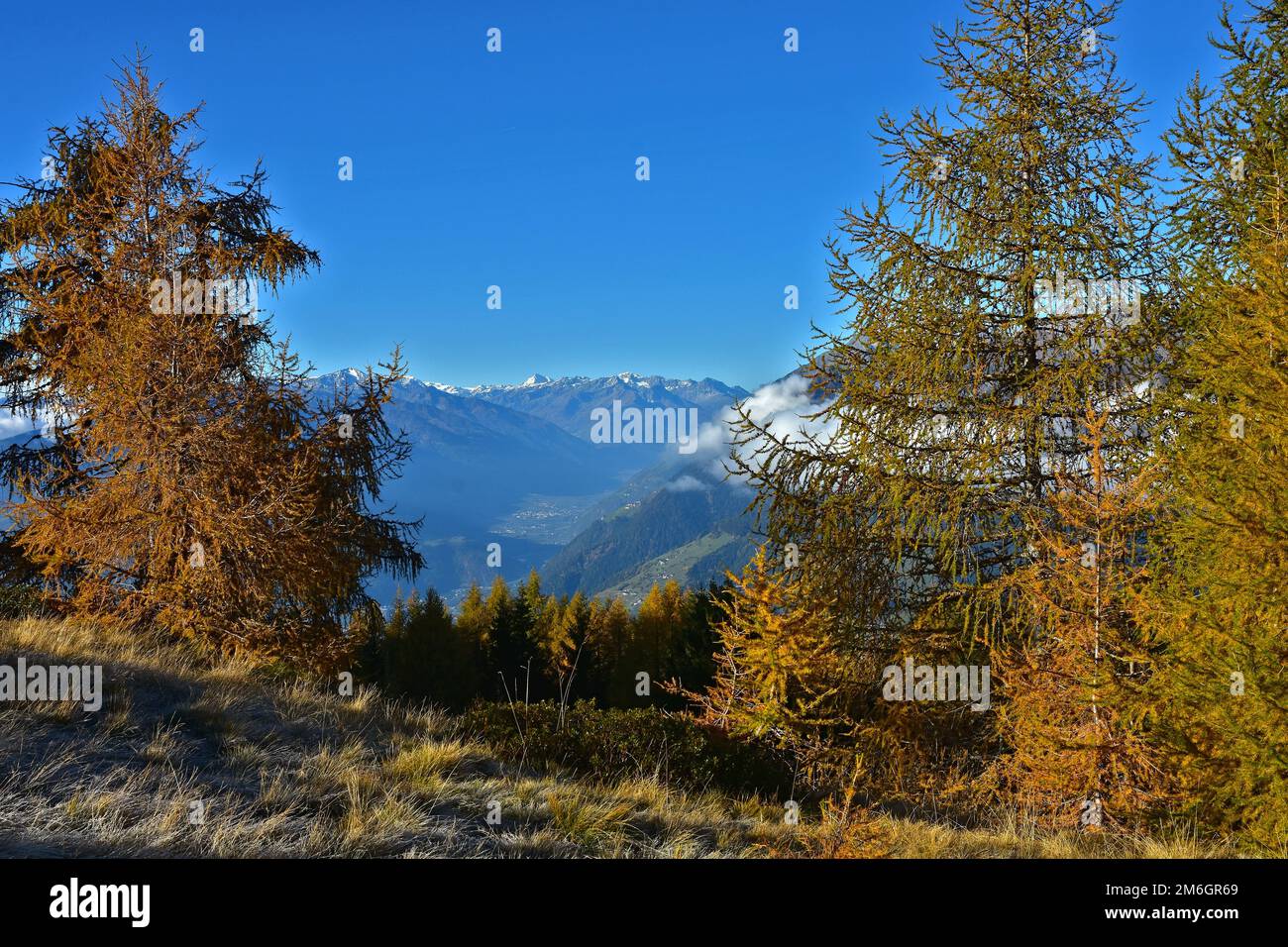 Forêt de mélèze en automne dans le Tyrol du Sud près de Merano, vue sur le groupe vinschgau et ortler Banque D'Images