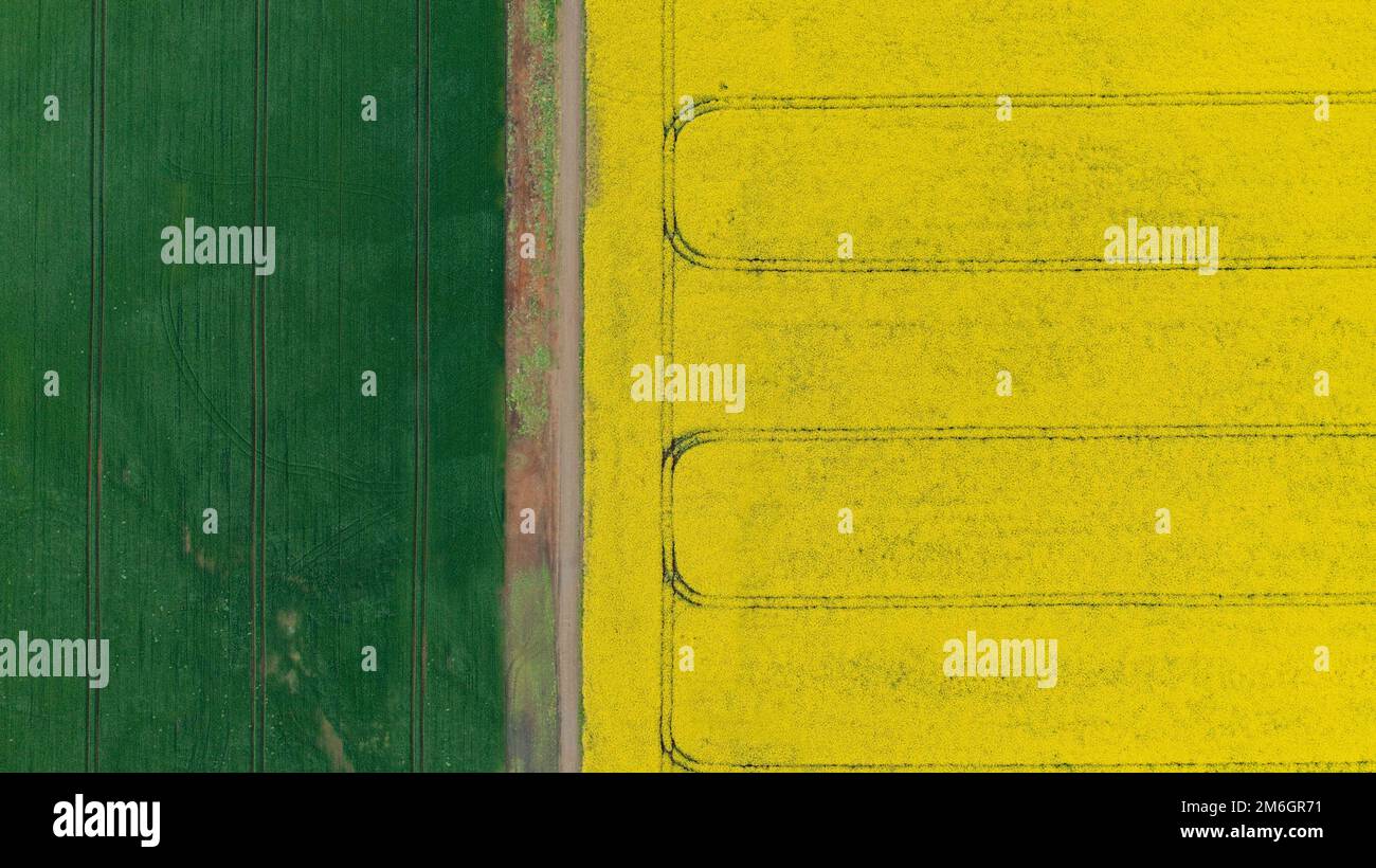 Vue aérienne de drone du champ de repèseed en forme de repe jaune à fleurs, vue d'en haut. Photo minimaliste. Banque D'Images