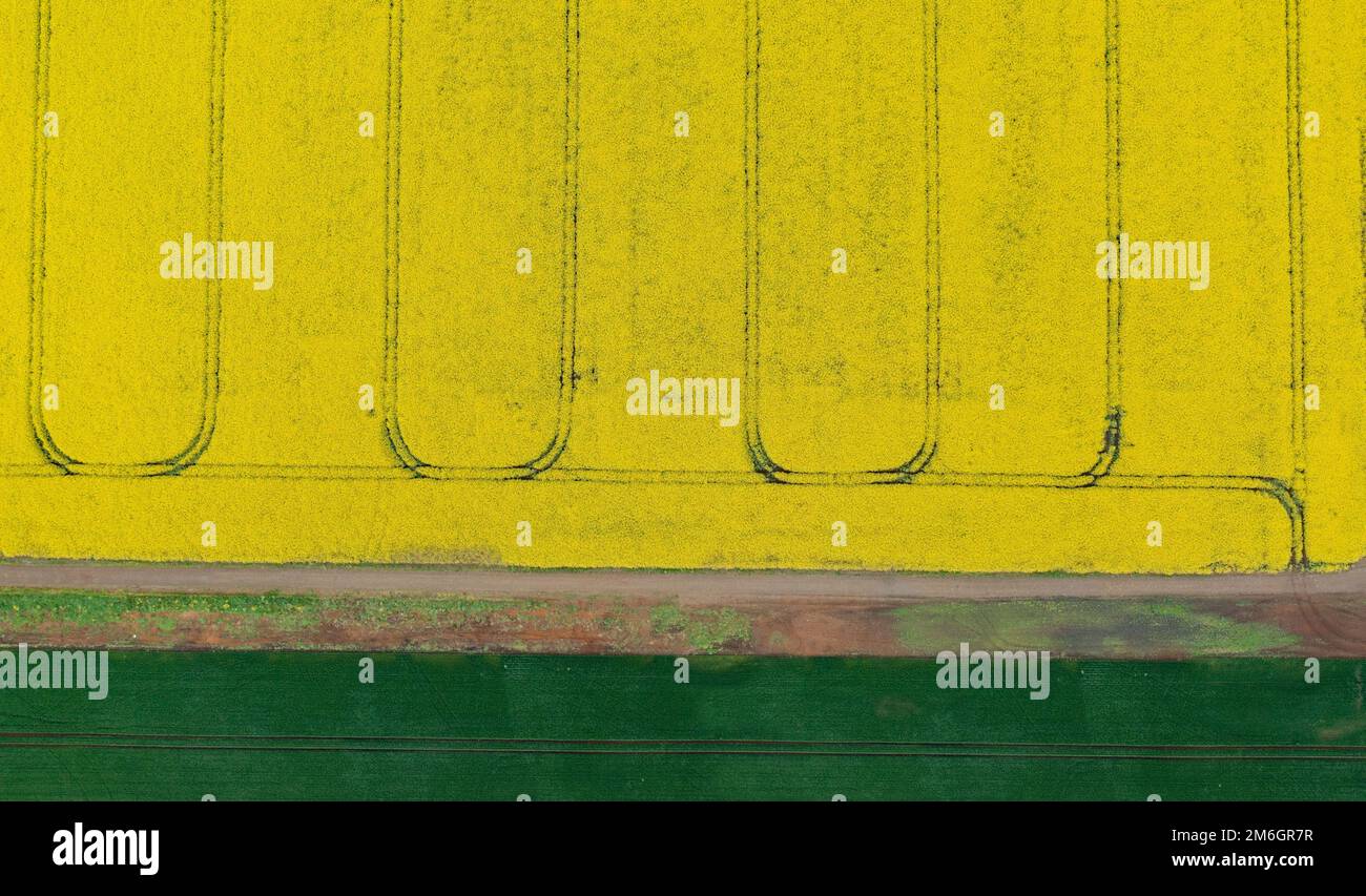 Vue aérienne de drone du champ de repèseed en forme de repe jaune à fleurs, vue d'en haut. Photo minimaliste. Banque D'Images