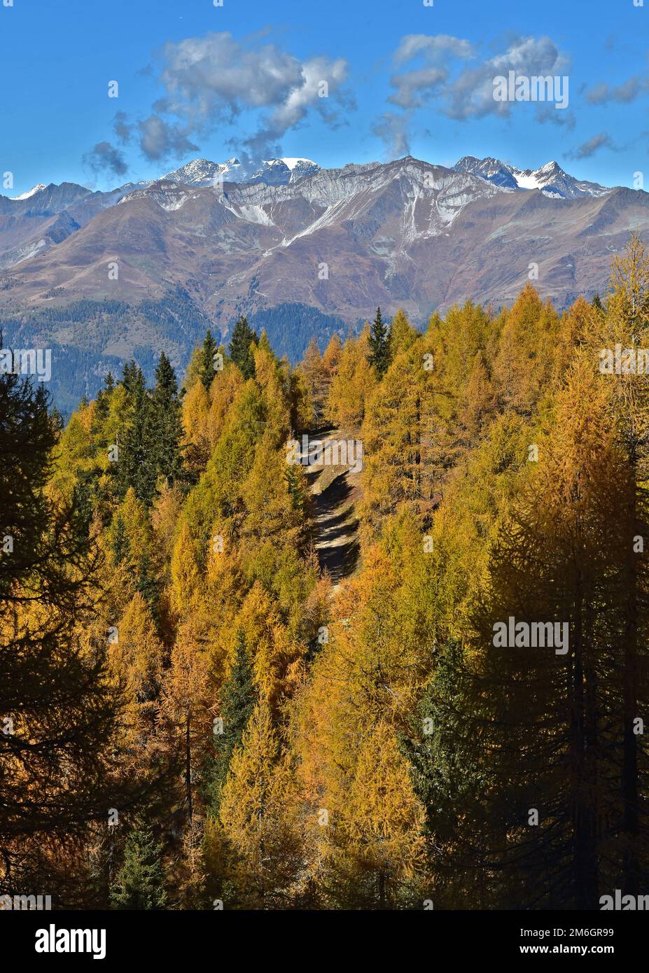 Forêt de mélèze en automne dans le Tyrol du Sud près de Merano, vue sur les alpes Ã–tztaler Banque D'Images