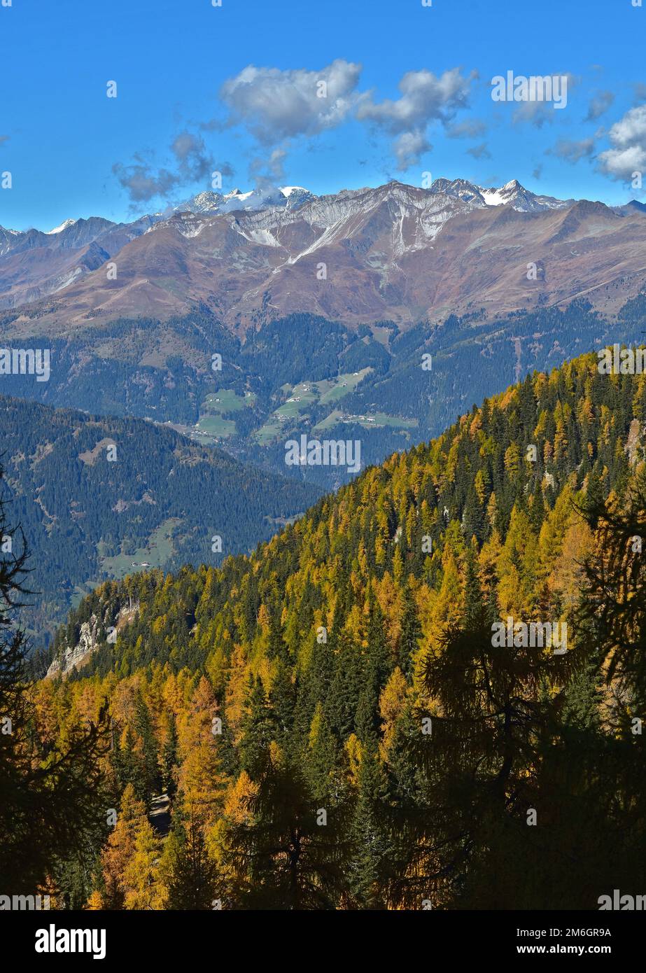 Forêt de mélèze en automne dans le Tyrol du Sud près de Merano, vue sur les alpes Ã–tztaler Banque D'Images