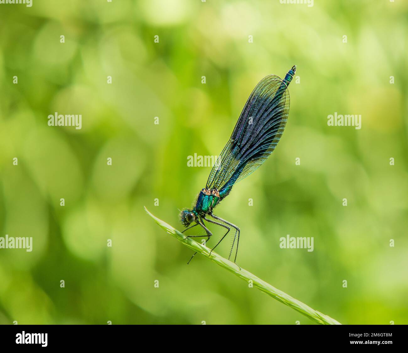 Damselfly à bande 'Calopteryx splendens' mâle Banque D'Images