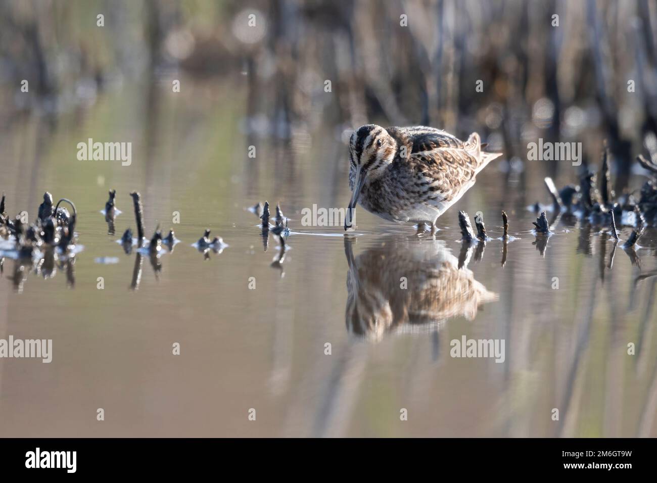 Jack Snipe (Lymnocryptes minimus) rare waders. Banque D'Images