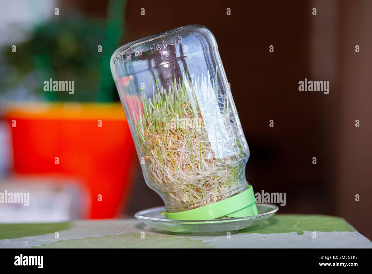 Jeune blé germé dans un pot en verre sur une sombre avec des épis de blé de la maison Banque D'Images