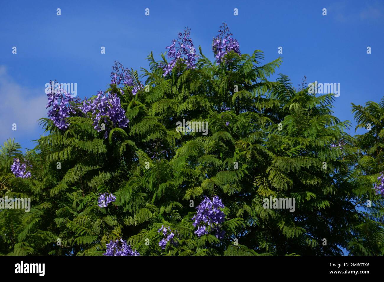 Arbre Jacaranda Banque D'Images