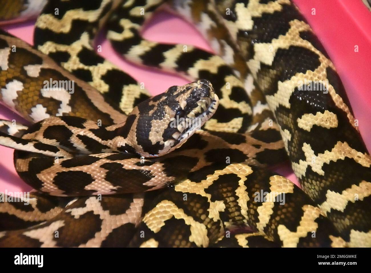Le python du tapis de Cheyney (Morelia Spilota Cheynei) dans un terrarium Banque D'Images