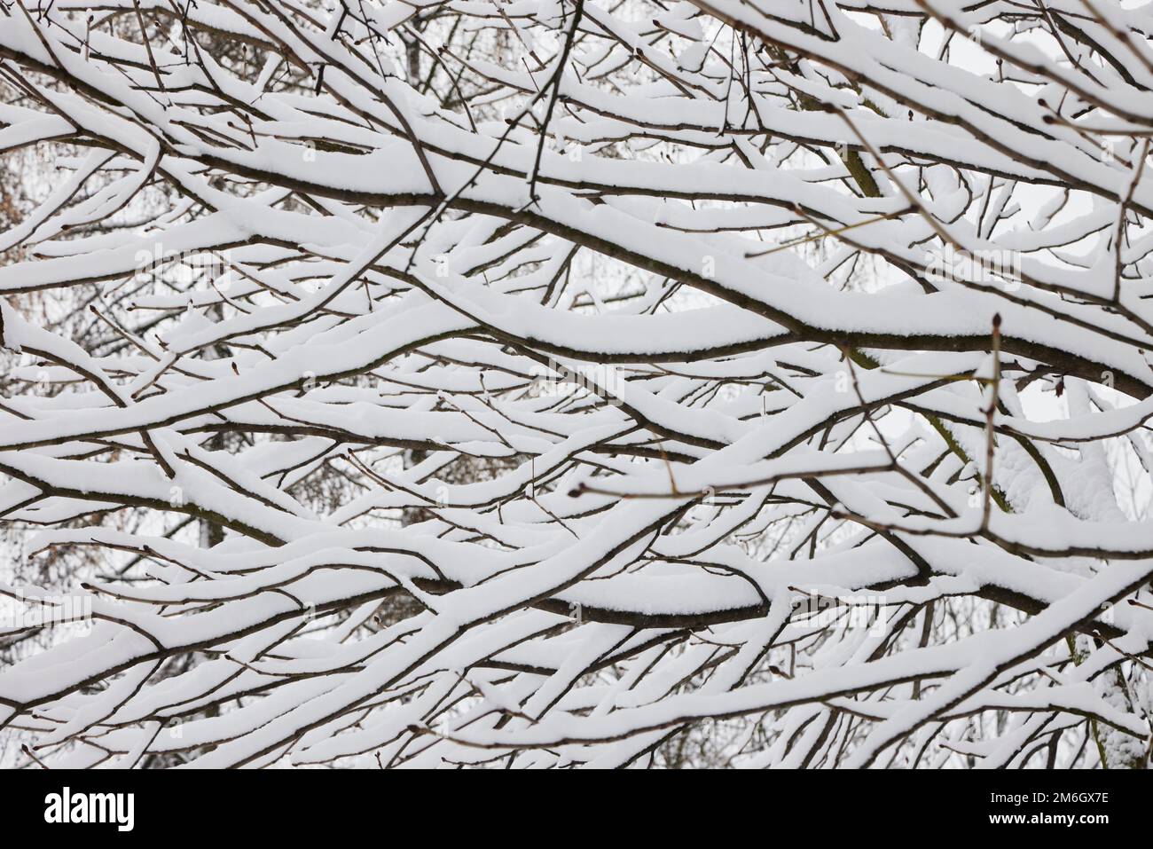 Branches d'arbres d'hiver couvertes de neige sans folliage dans la forêt. Banque D'Images