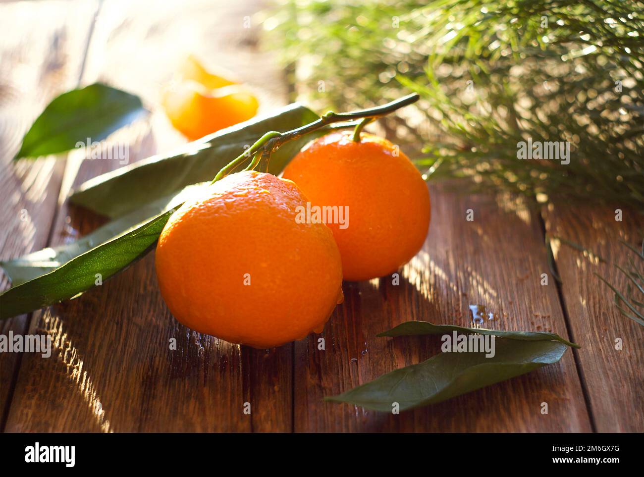 Les mandarines lavées avec des feuilles reposent sur la table Banque D'Images