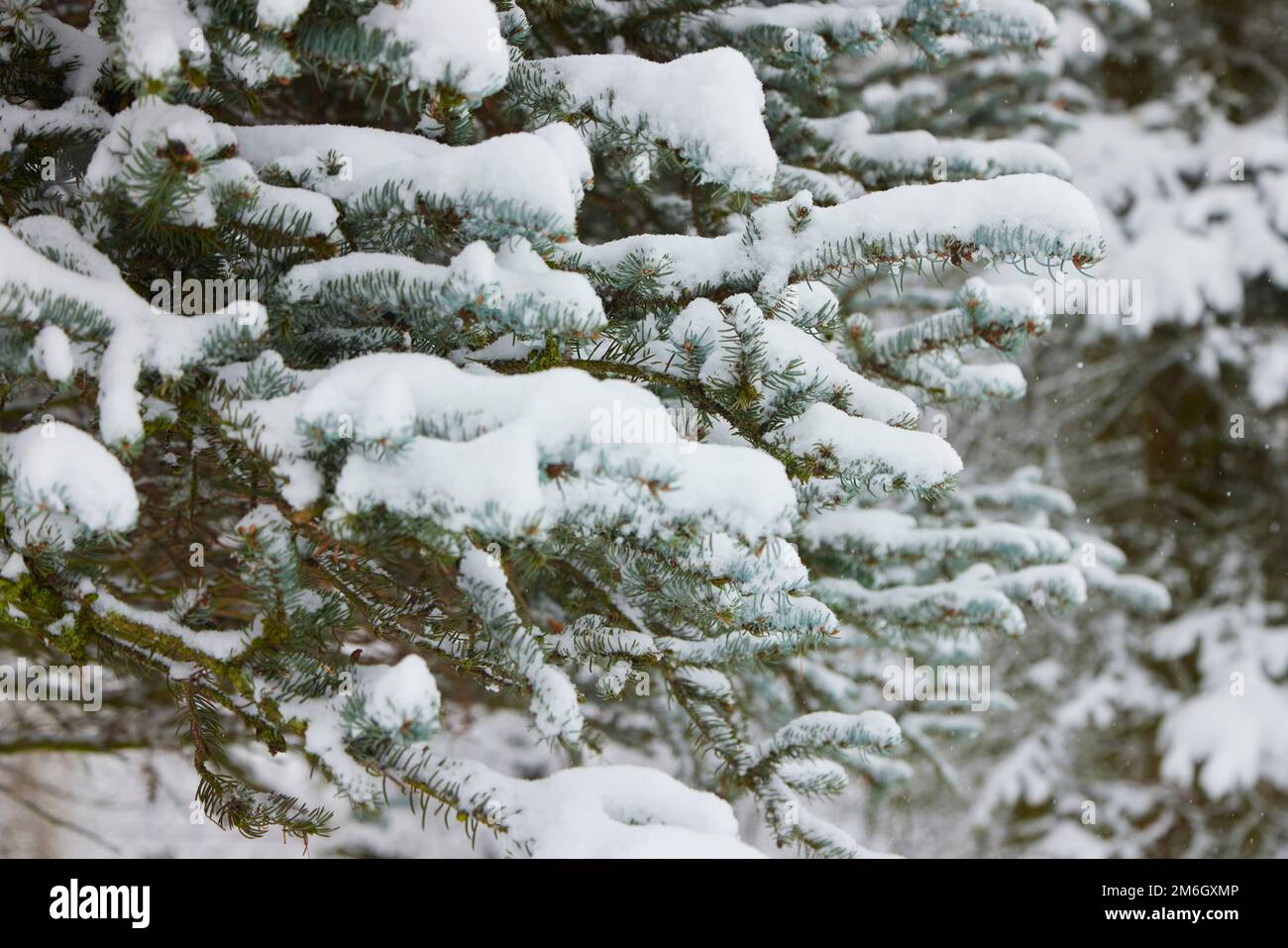 Branches de pin dans la forêt sous la neige. Neige fraîchement tombée en hiver. Banque D'Images