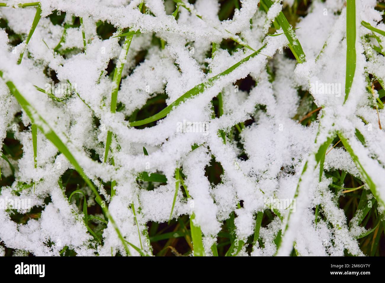 Herbe verte avec de la neige froide, la première neige au début de la saison d'hiver. Banque D'Images