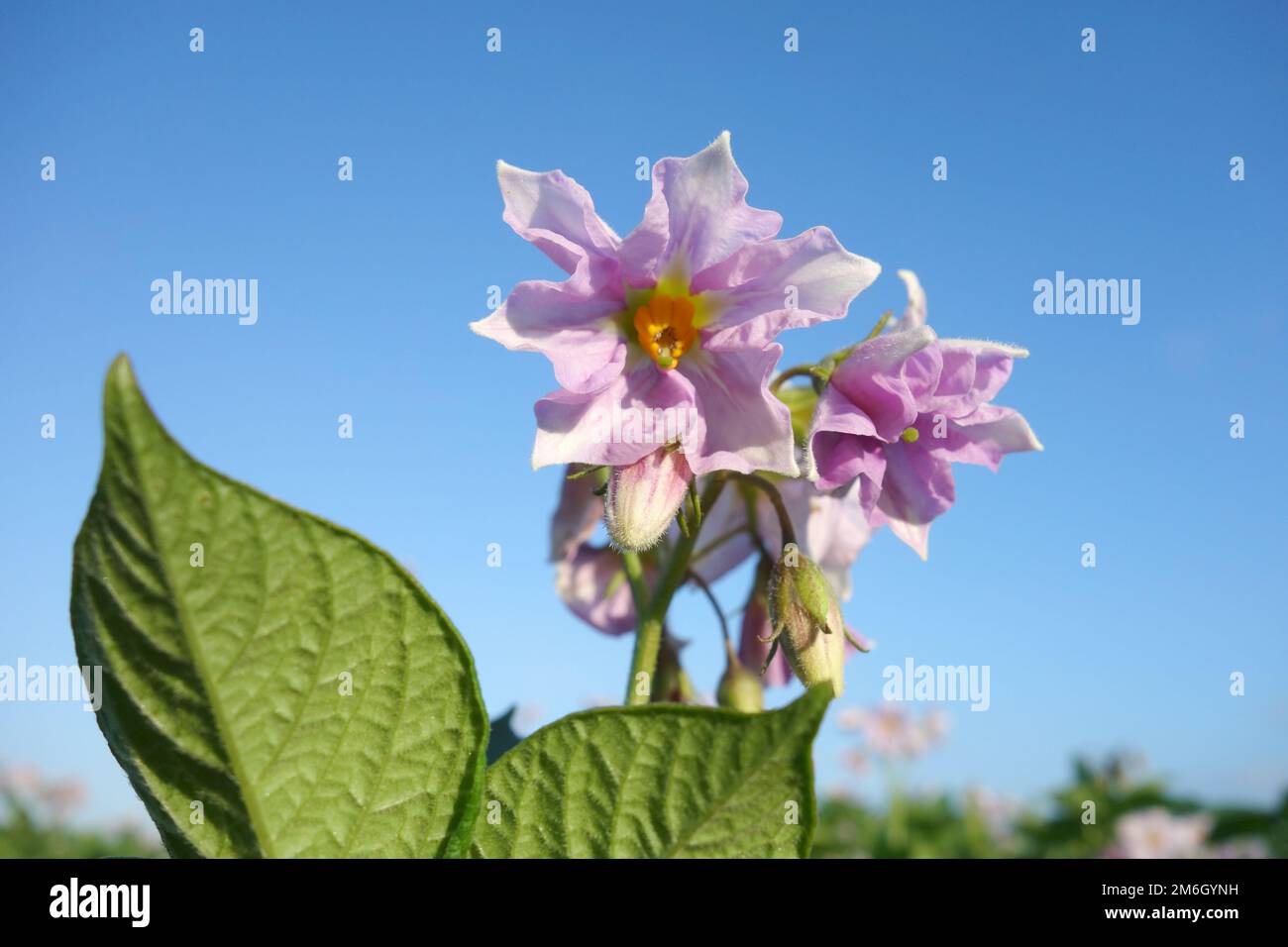 Fleur de pomme de terre Banque D'Images