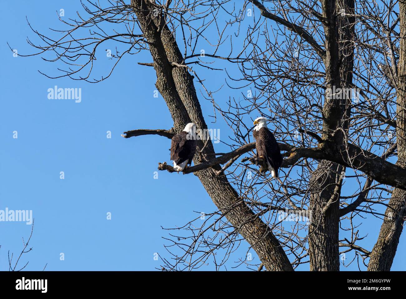 Une paire d'aigles à tête blanche assis dans un arbre près du lac Michigan Banque D'Images