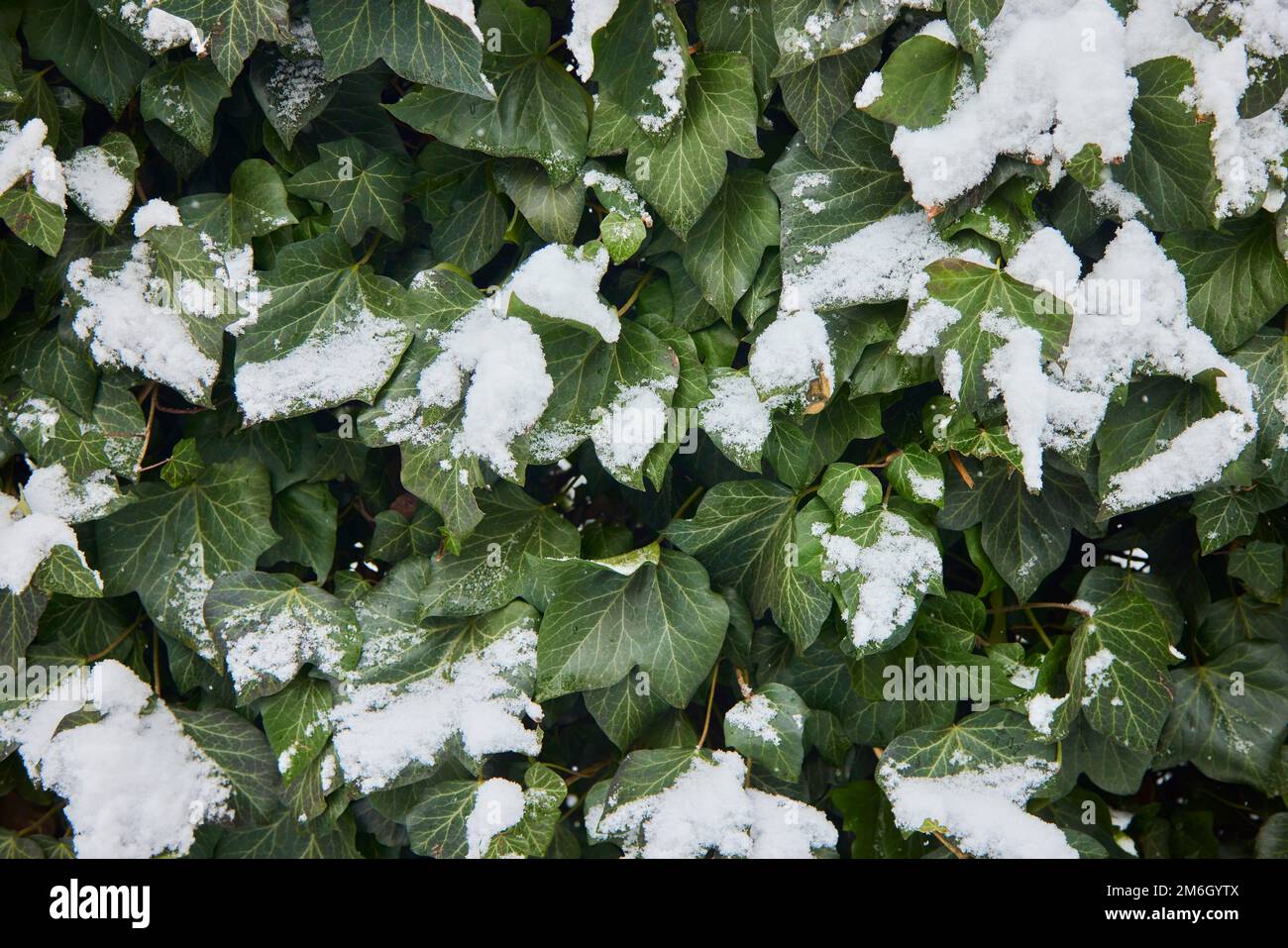 Brousse verte recouverte de neige. Neige sur les feuilles vertes. Première neige d'hiver. Banque D'Images