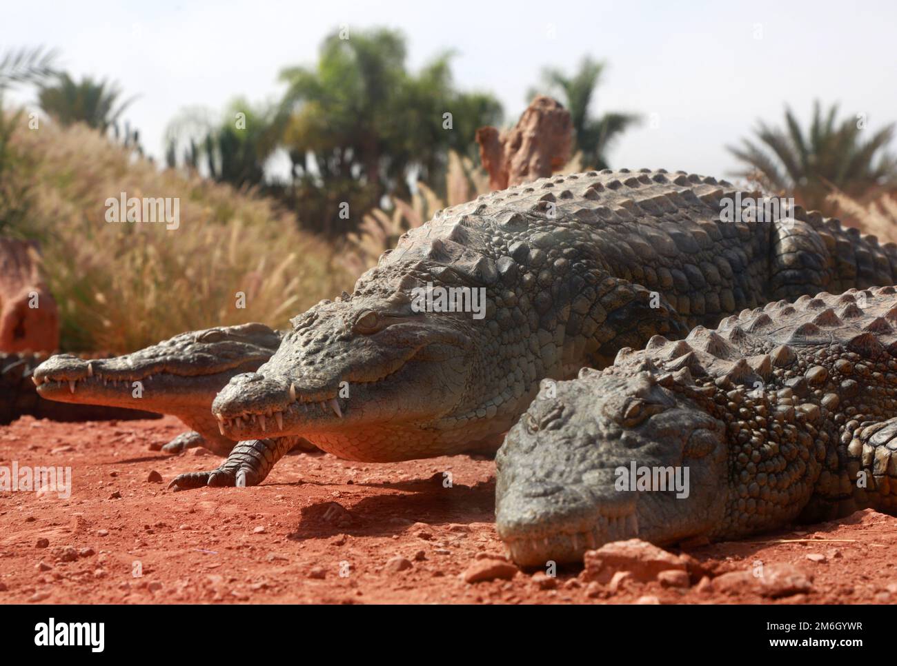 Alligators dans un parc Banque D'Images