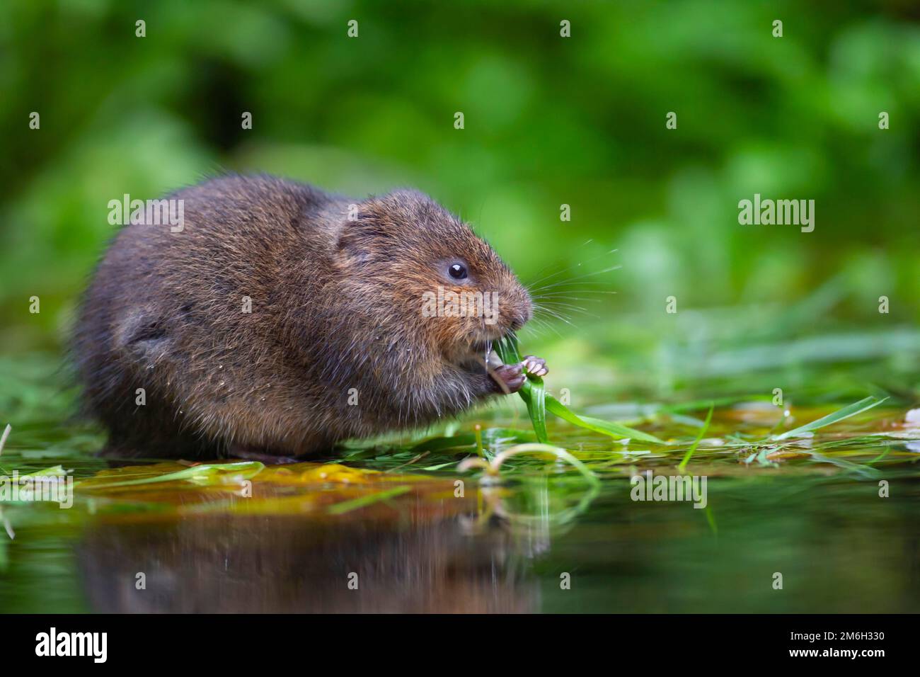 Le campagnol d'eau (Arvicola amphibius) est un animal adulte qui se nourrit de plantes d'étang flottantes, Kent, Angleterre, Royaume-Uni Banque D'Images