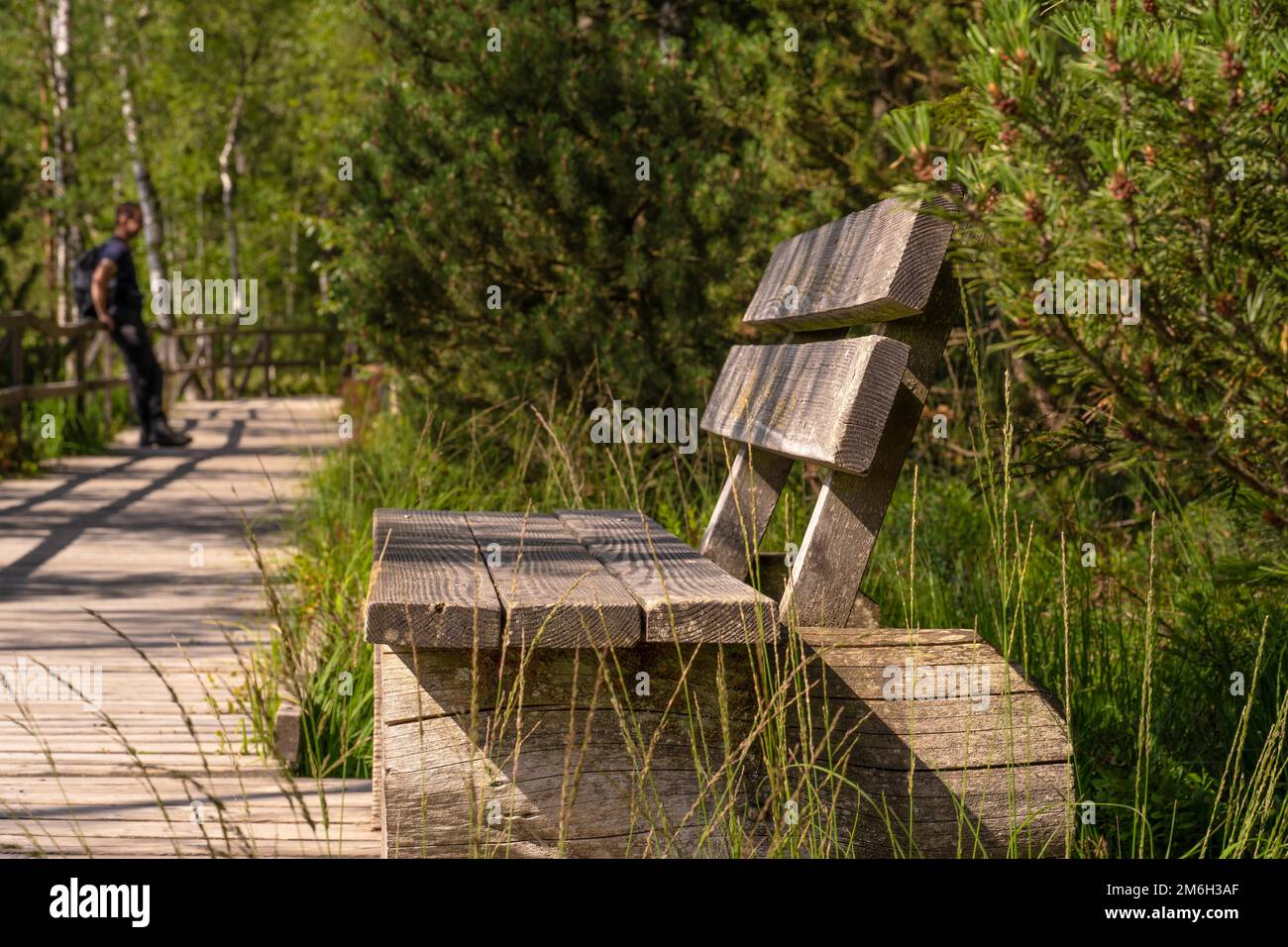 Banc le long de la voie en bois à travers la haute lande, Kaltenbronn, Forêt Noire, Allemagne Banque D'Images