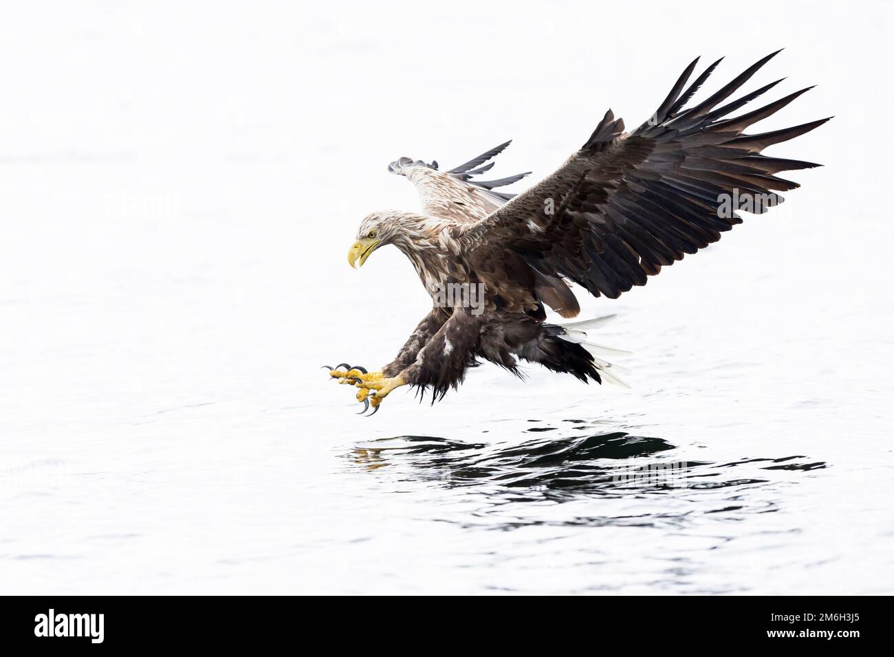 L'aigle à queue blanche (Haliaeetus albicilla) chasse au poisson au-dessus des fjords norvégiens Banque D'Images