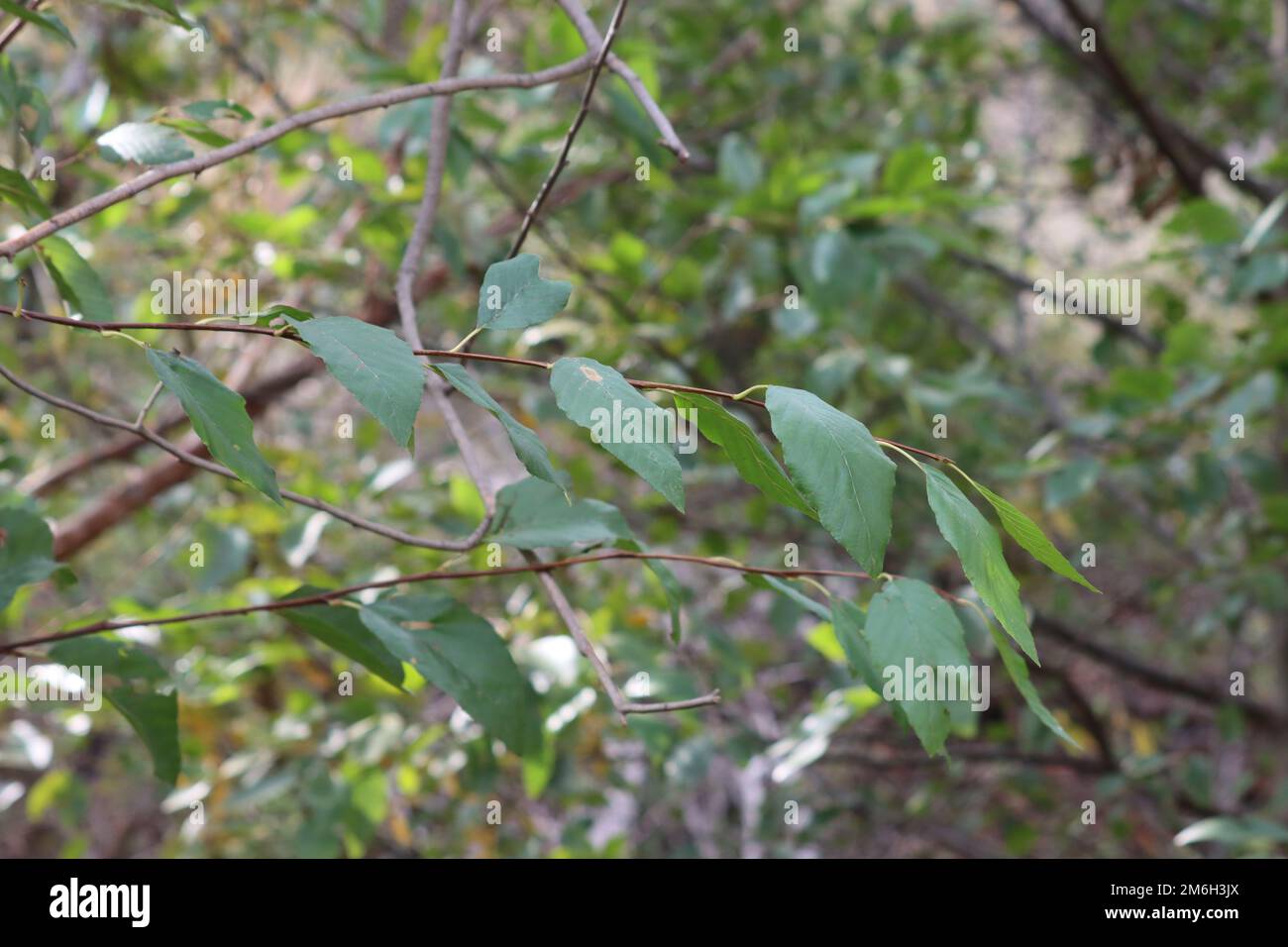 Feuilles elliptiques vertes alternées, proches, de l'Alnus rhombifolia, de Betulaceae, arbre indigène dans les montagnes de Santa Monica, en hiver. Banque D'Images