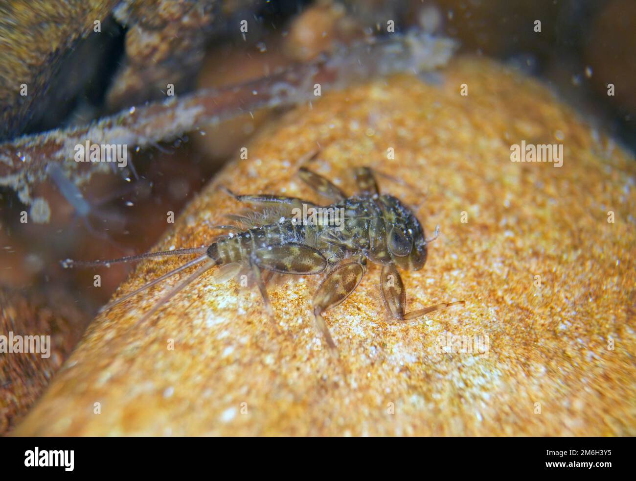 Larve de la mouche larve de la veInlet (Ecdyonurus venosus), sous l'eau, Hesse, Allemagne Banque D'Images