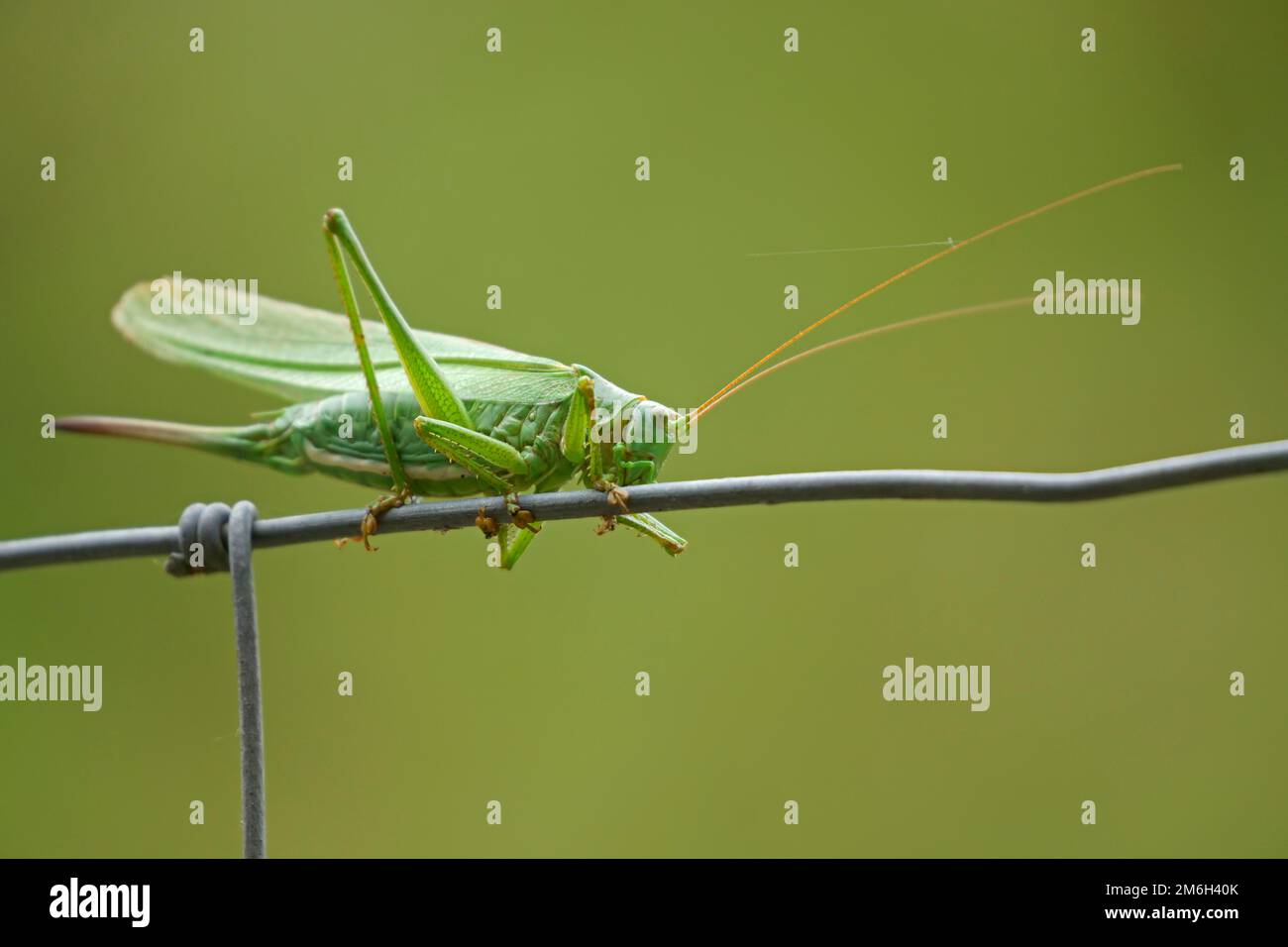 Grande femelle de cricket vert du Bush (Tetigonia viridissima), Hesse, Allemagne Banque D'Images