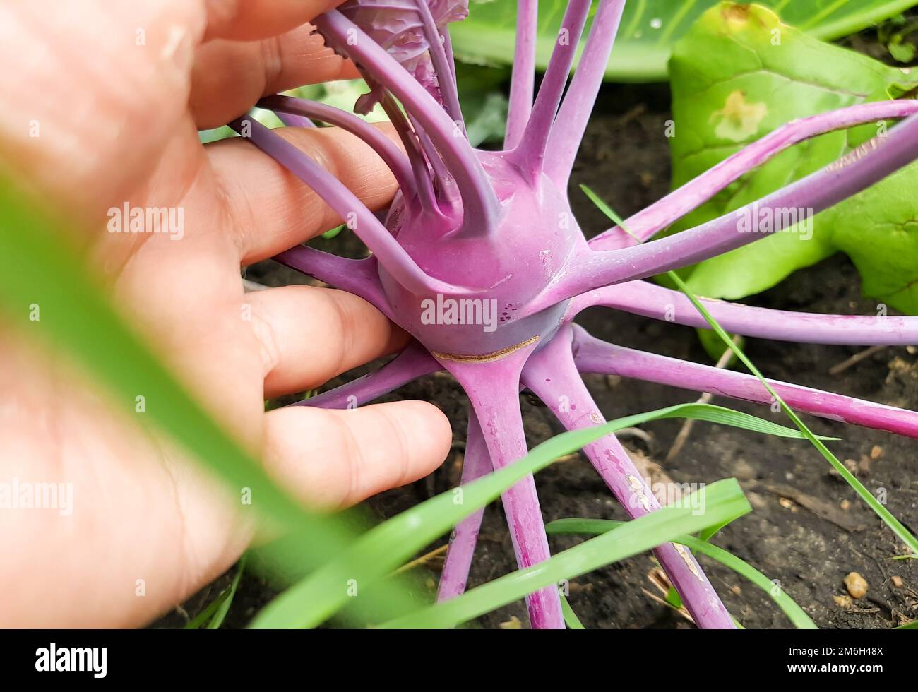 Gros plan de la main d'une femme tenant un kohlrabi violet poussant dans le sol dans un potager, à l'extérieur en été Banque D'Images