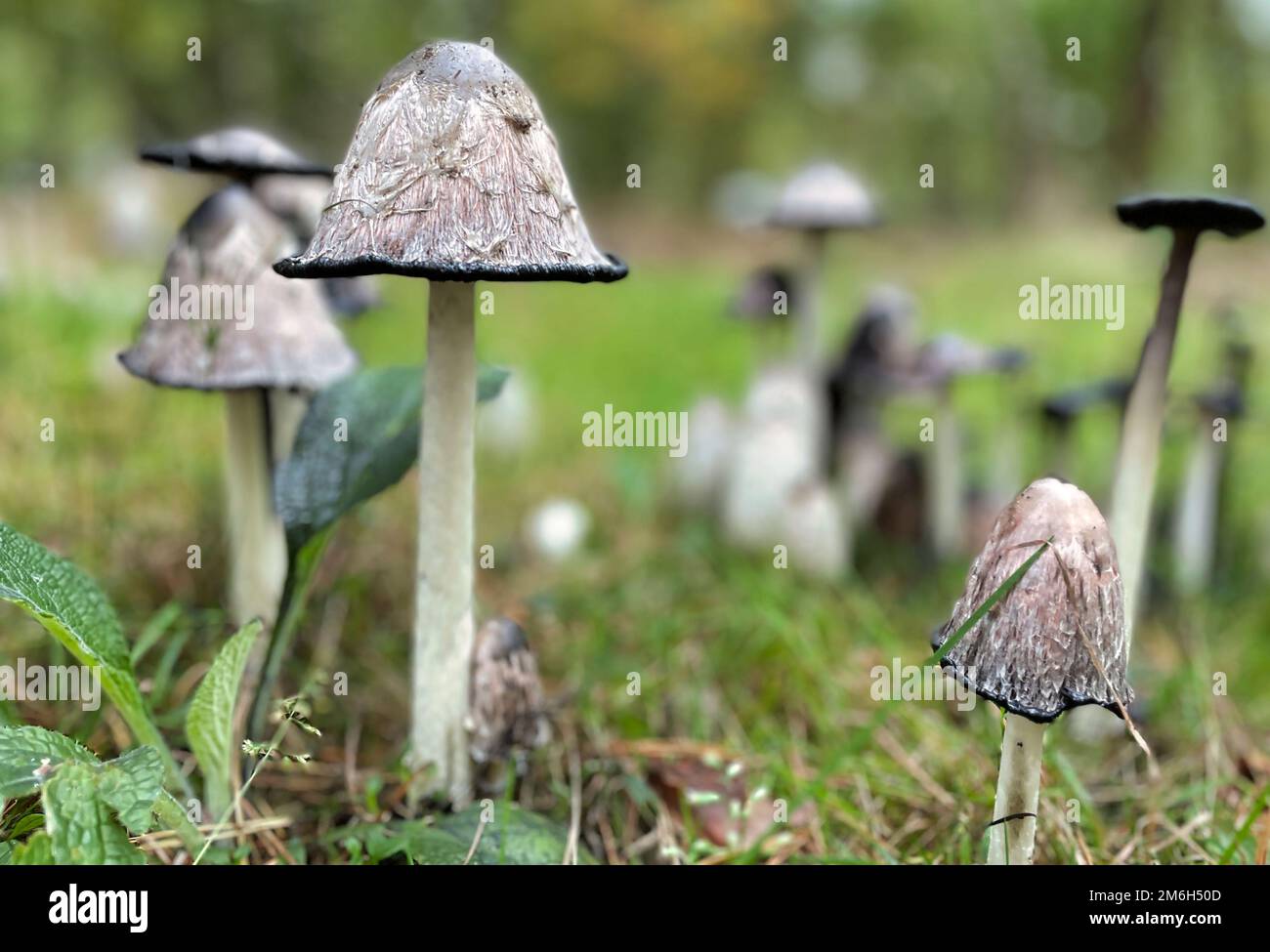 Gros plan sur les champignons blancs à l'encre noire en forêt Banque D'Images