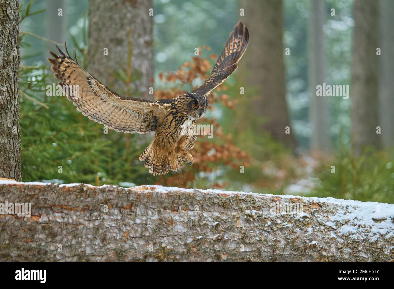 L'aigle-hibou eurasien (Bubo bubo), approchant le tronc d'arbre en hiver Banque D'Images