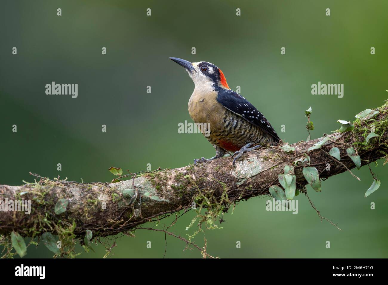 Pic à joues noires (Melanerpes pucherani) sur branche horizontale, région de Boca Tapada, Costa Rica Banque D'Images