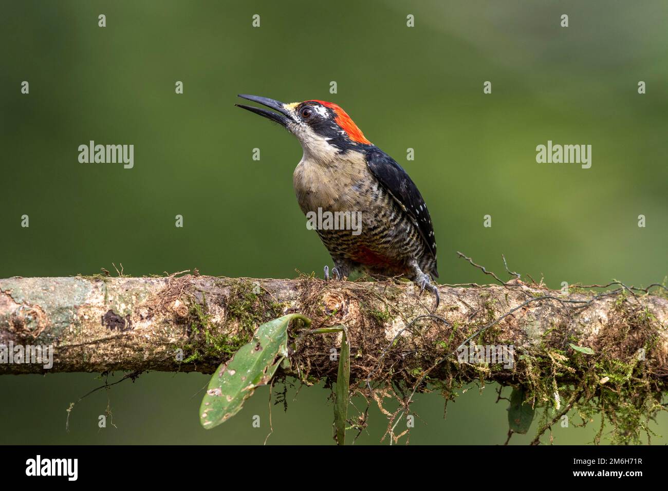 Pic à joues noires (Melanerpes pucherani) sur branche horizontale, région de Boca Tapada, Costa Rica Banque D'Images