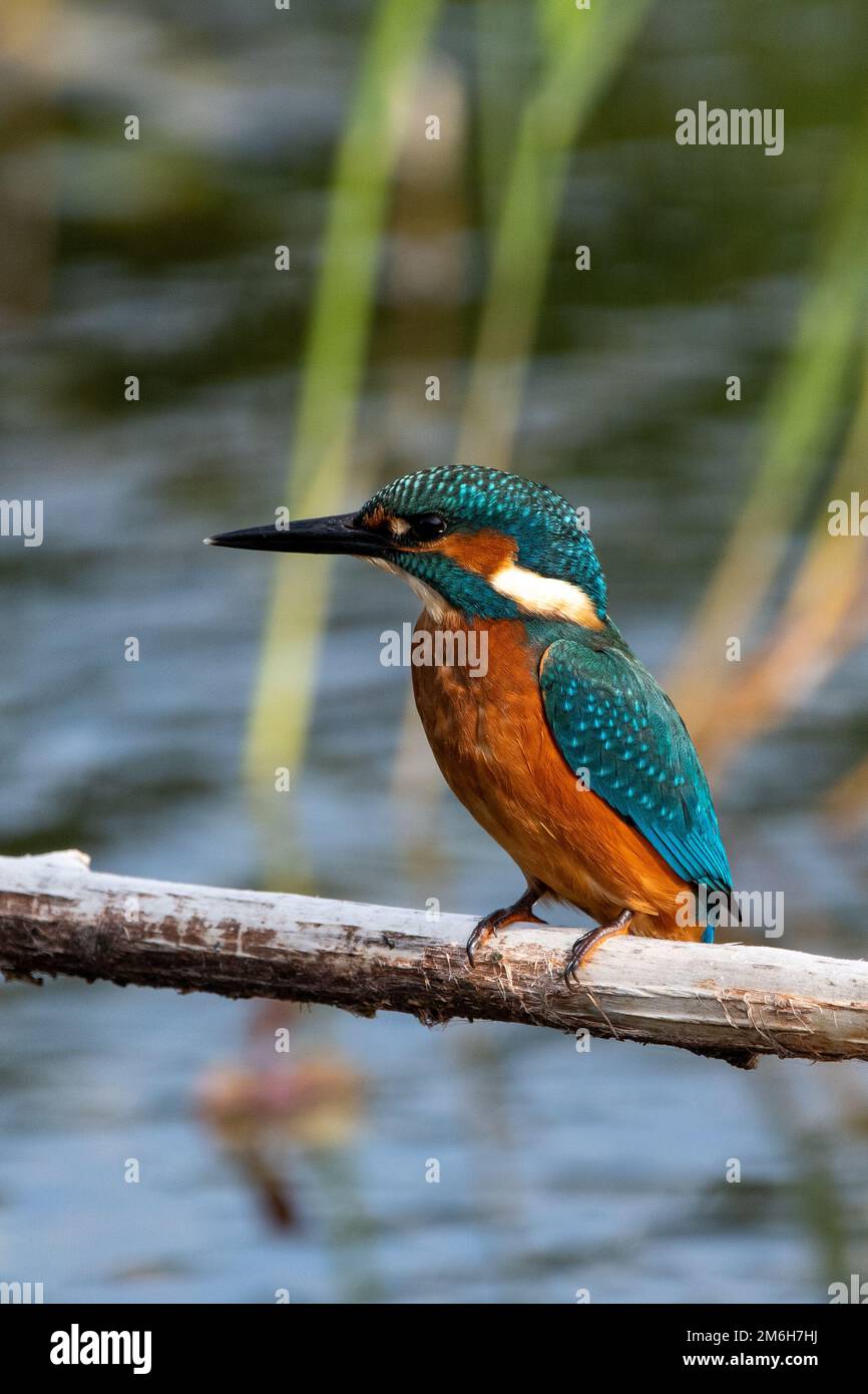 Jeune homme commun kingfisher assis sur la perche à la réserve naturelle de Lakenheath Fen à Suffolk, Royaume-Uni Banque D'Images