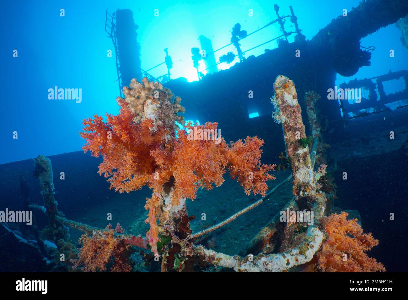 Corail de l'arbre de Hemprich (Dendronephthya hemprichi) . Site de plongée Giannis D Wreck, Sinaï, Égypte, Mer Rouge Banque D'Images