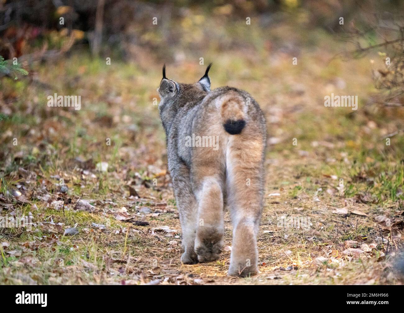 Lynx sauvage Manitoba Banque D'Images