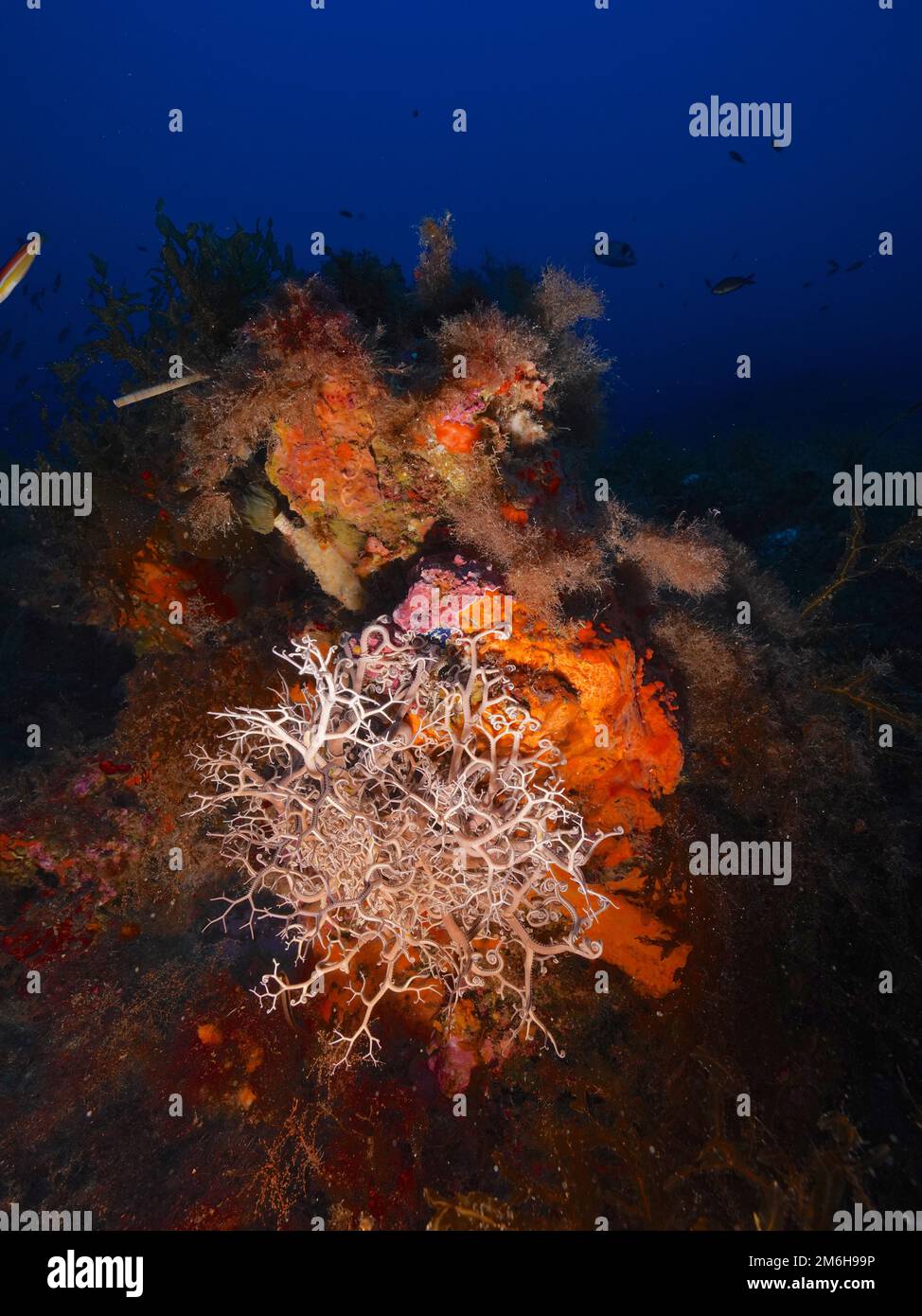 Tête de gorgon méditerranéen (Astrospartus mediterraneus) tête de gorgon dans la mer Méditerranée près d'Hyères, Péninsule de Giens, Côte d'Azur, France Banque D'Images