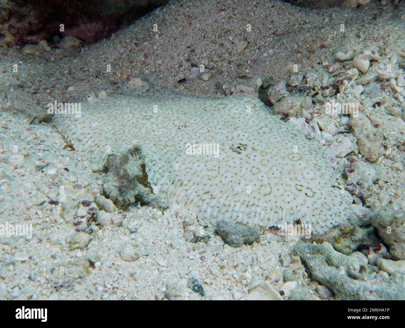 Une semelle sans fin bien camouflée (Pardachirus marmoratus) . Site de plongée mangrove Bay, El Quesir, Egypte, Mer Rouge Banque D'Images