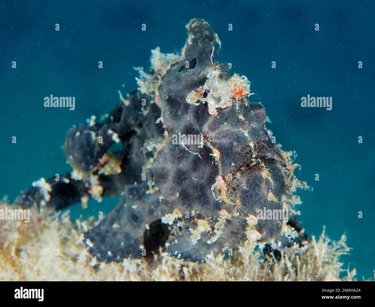 Grenouille géante (Antennarius commerson) . Site de plongée Maison Reef mangrove Bay, El Quesir, Egypte, Mer Rouge Banque D'Images