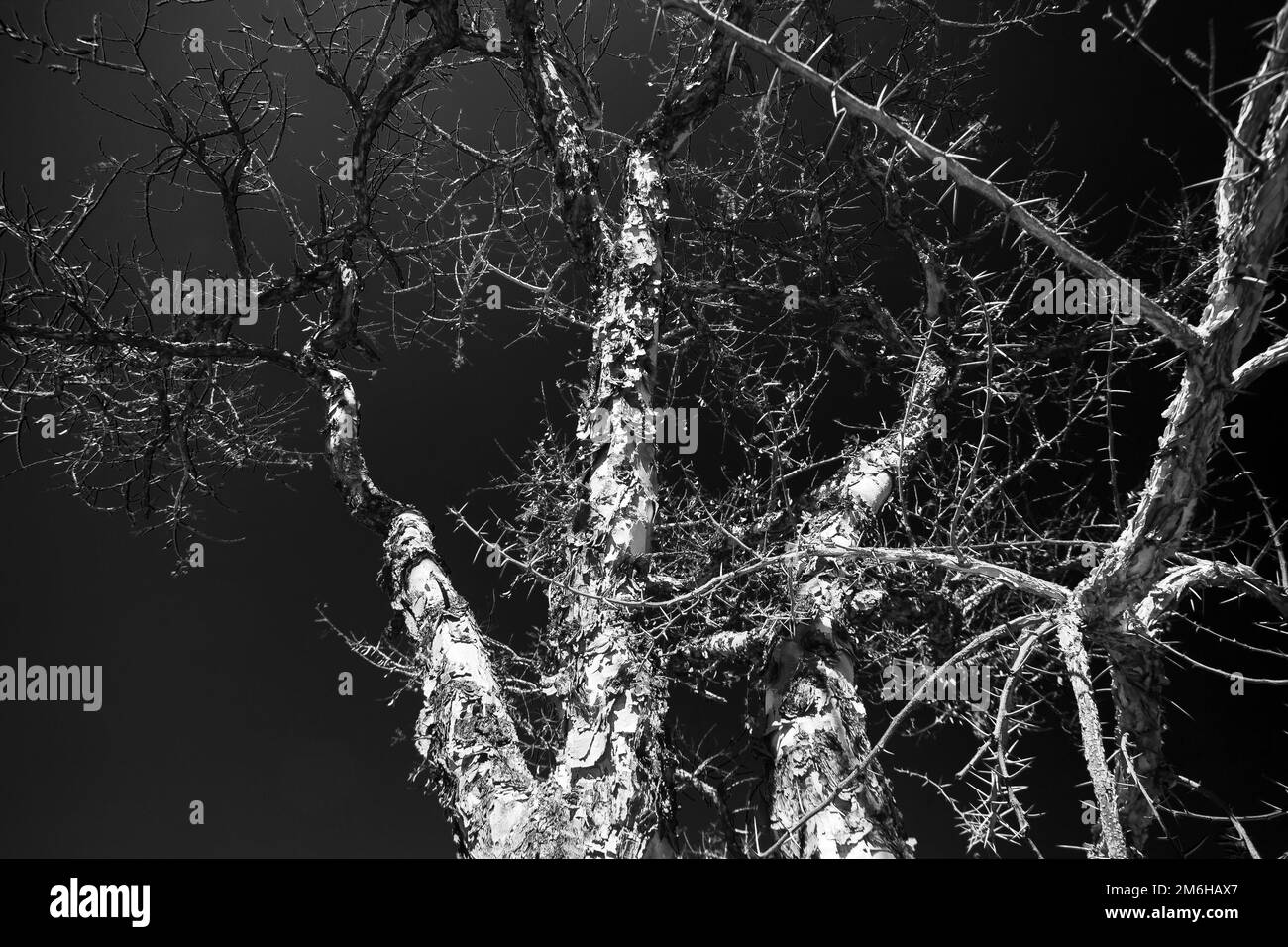 Image monochrome abstraite du Thorn Paperbark (Acasia siberiana) en hiver. Banque D'Images