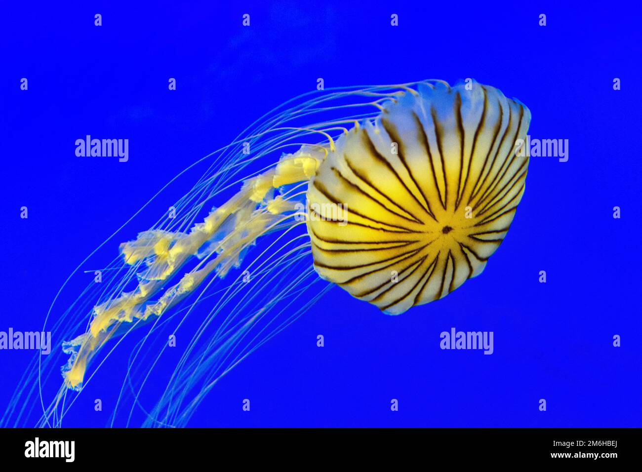 Méduse jaune (Chrysaora hysoscella) avec des bandes brunes, nageant dans l'aquarium, bleu, illuminé Banque D'Images