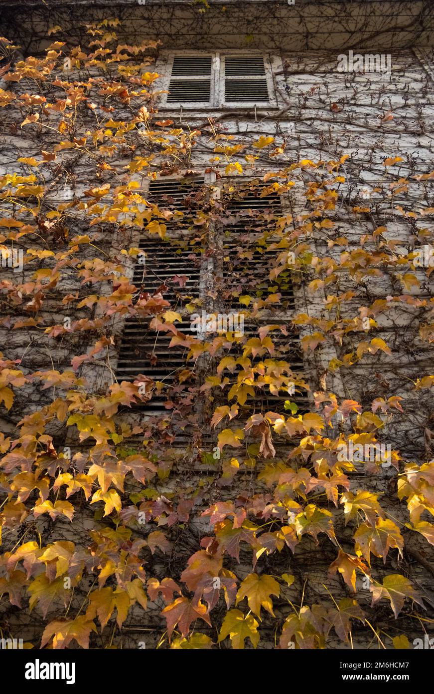 Un arbre de vigne et des feuilles entourant un bâtiment. concept d'automne, lierre accrochée à la fenêtre. Banque D'Images